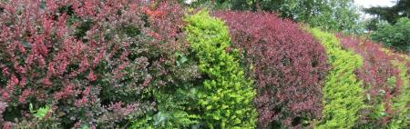 češmin še rdečelistni